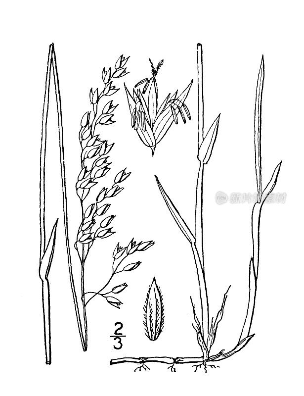 古植物学植物插图:Sevastana odorata, Seneca grass